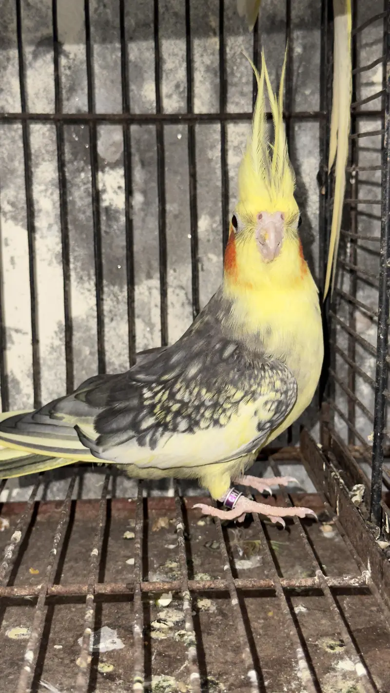 cocktail breeder pair — photo 5