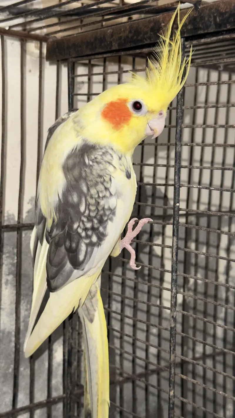 cocktail breeder pair — photo 6