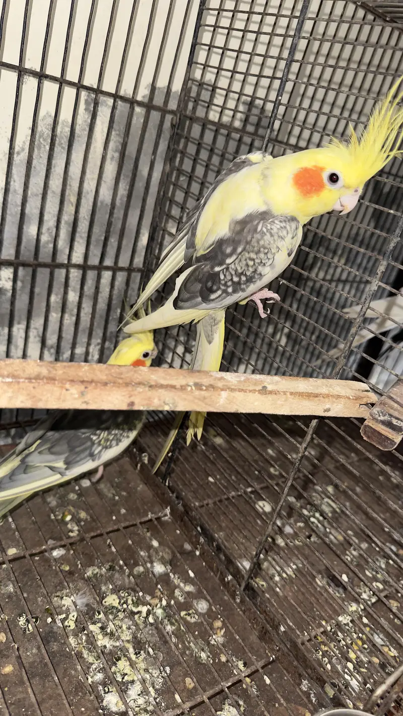 cocktail breeder pair — photo 7