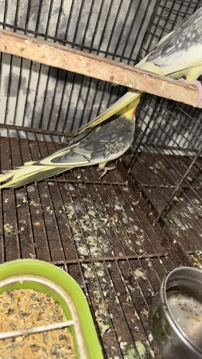 cocktail breeder pair — photo 8
