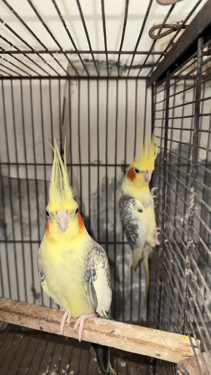 cocktail breeder pair — photo 9