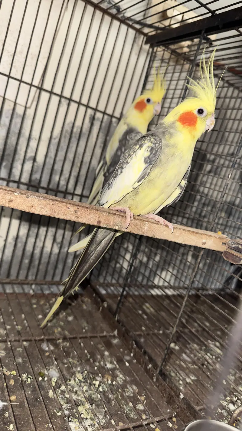 cocktail breeder pair — photo 10