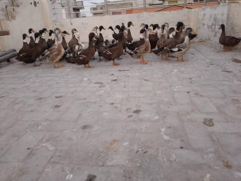 Healthy ducks 0