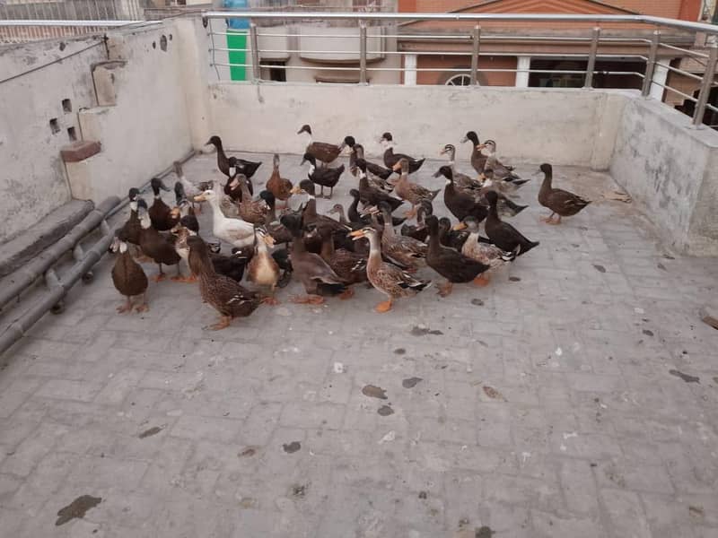 Healthy ducks 1