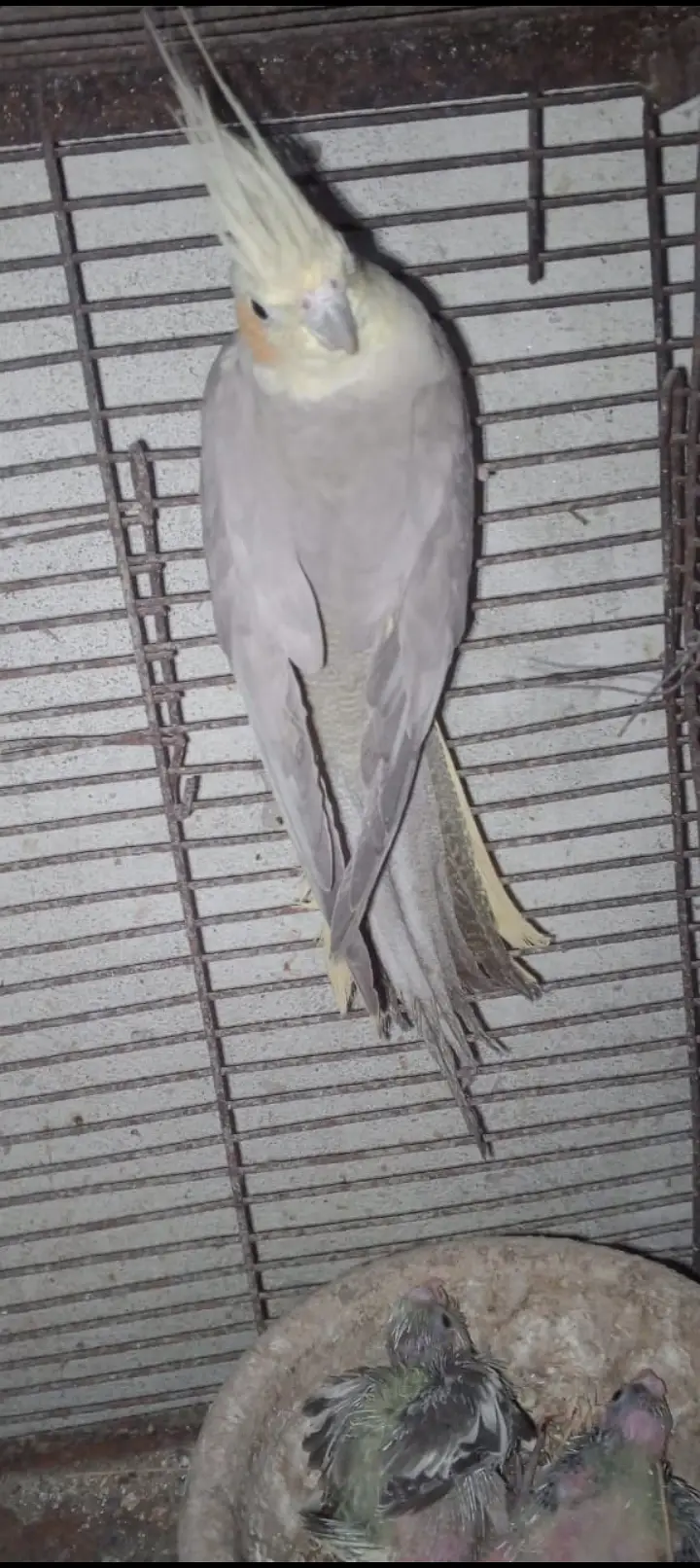 hamara pas bajari love birds cocktail or jawa colony available ha — photo 2
