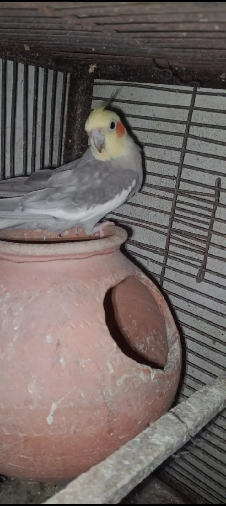 hamara pas bajari love birds cocktail or jawa colony available ha — photo 3
