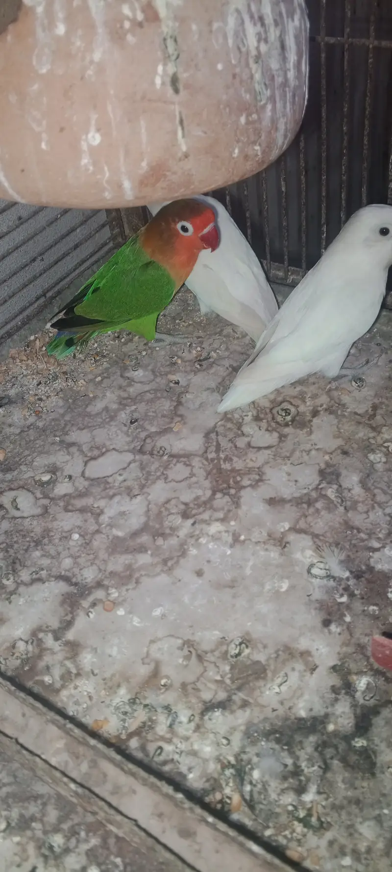 hamara pas bajari love birds cocktail or jawa colony available ha — photo 4