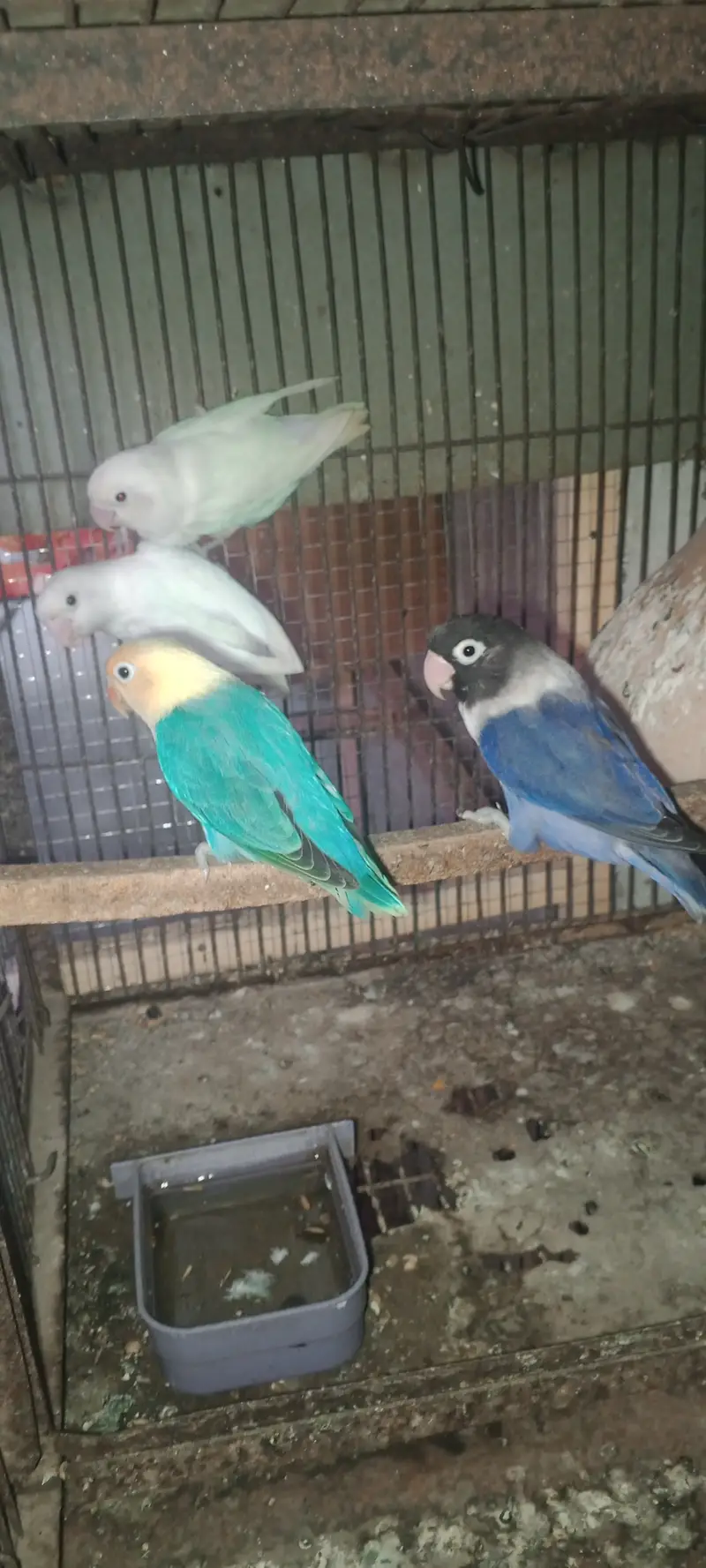hamara pas bajari love birds cocktail or jawa colony available ha — photo 5
