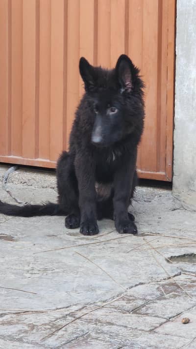 Black and Brown German shepherds