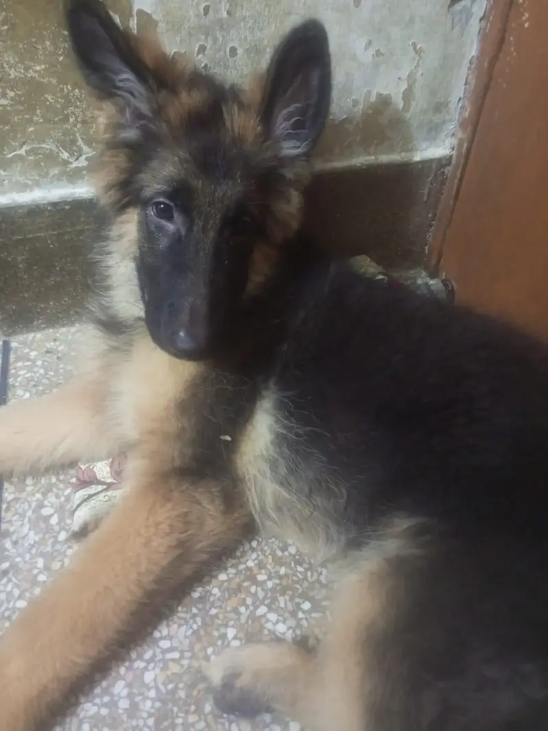 Black and Brown German shepherds — photo 2