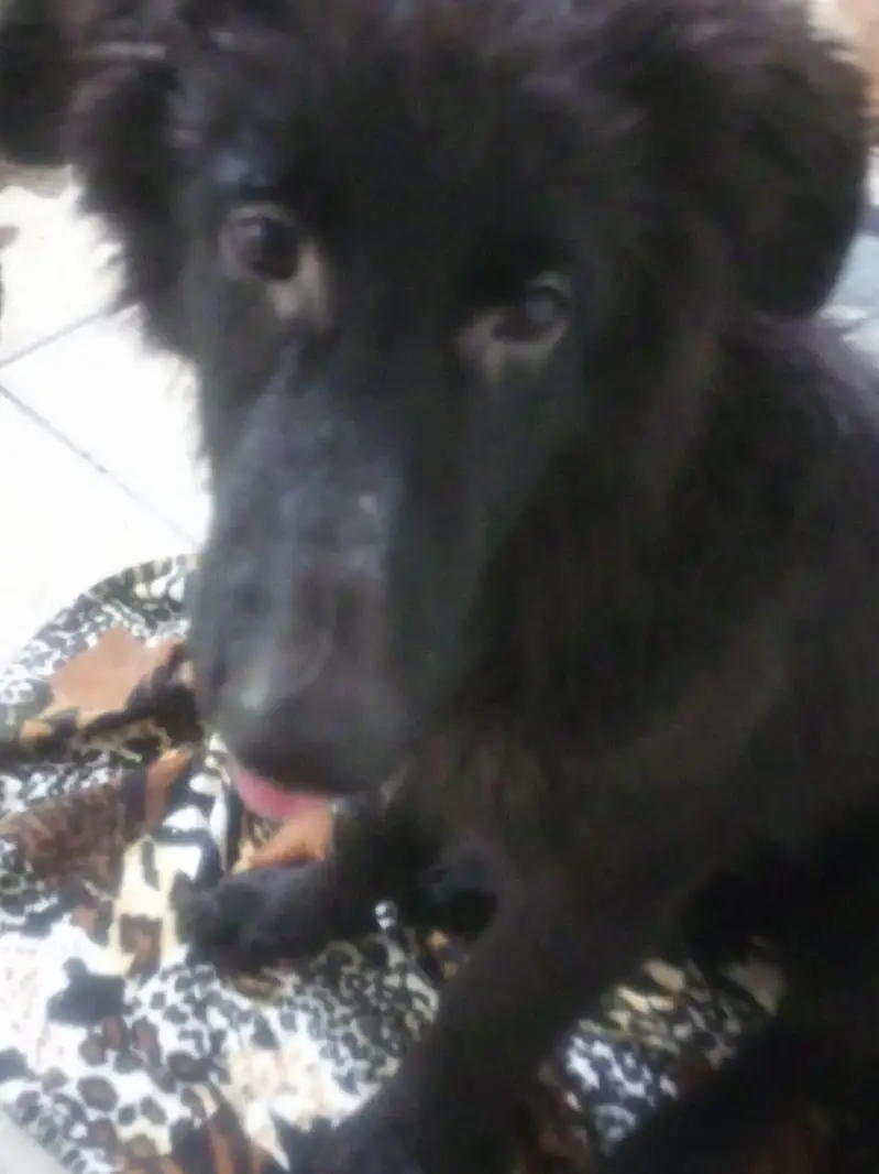 Black and Brown German shepherds — photo 3