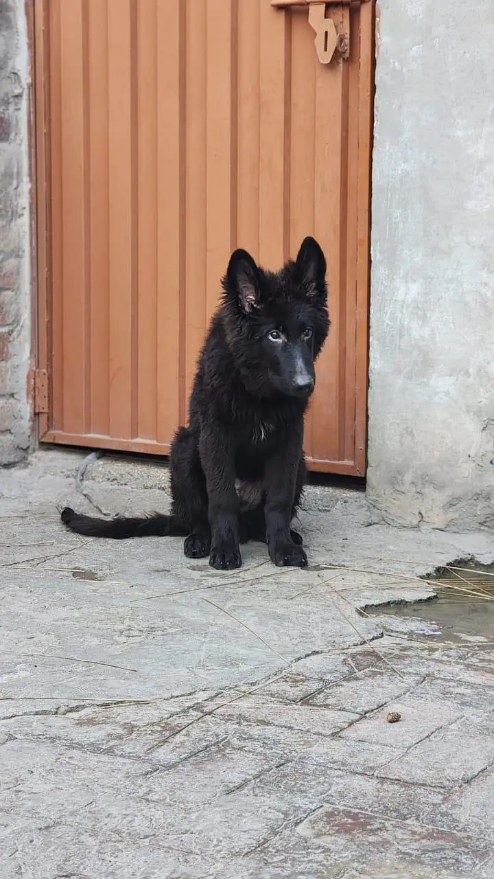 Black and Brown German shepherds — photo 5
