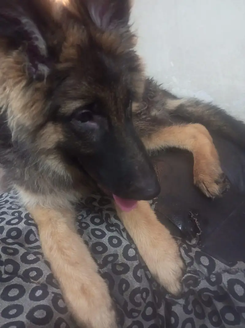 Black and Brown German shepherds — photo 6