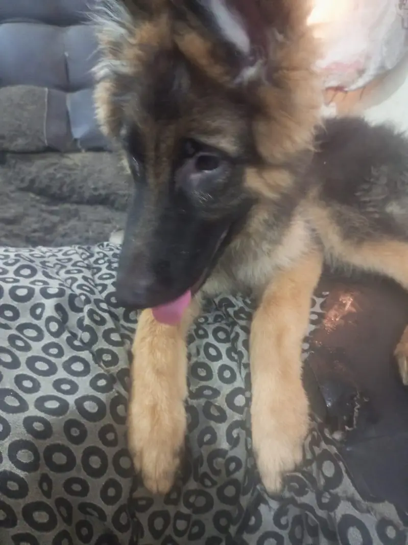Black and Brown German shepherds — photo 7