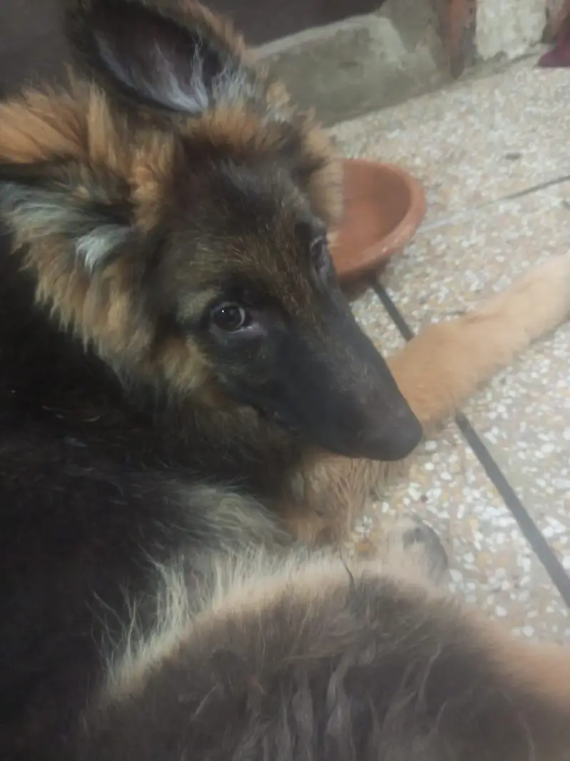 Black and Brown German shepherds — photo 8