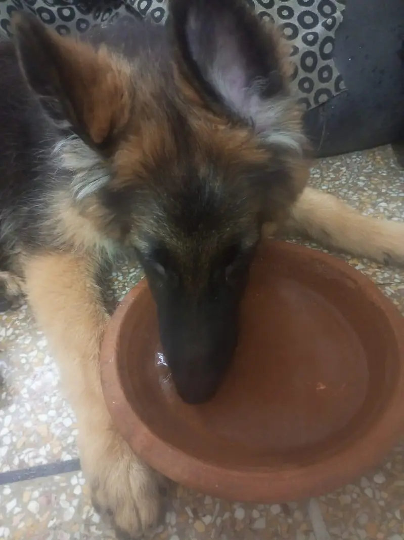 Black and Brown German shepherds — photo 9