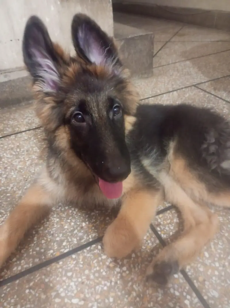 Black and Brown German shepherds — photo 12