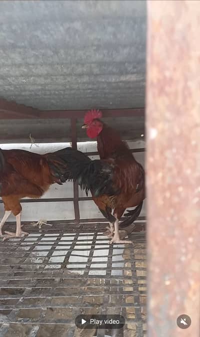 Hen cage