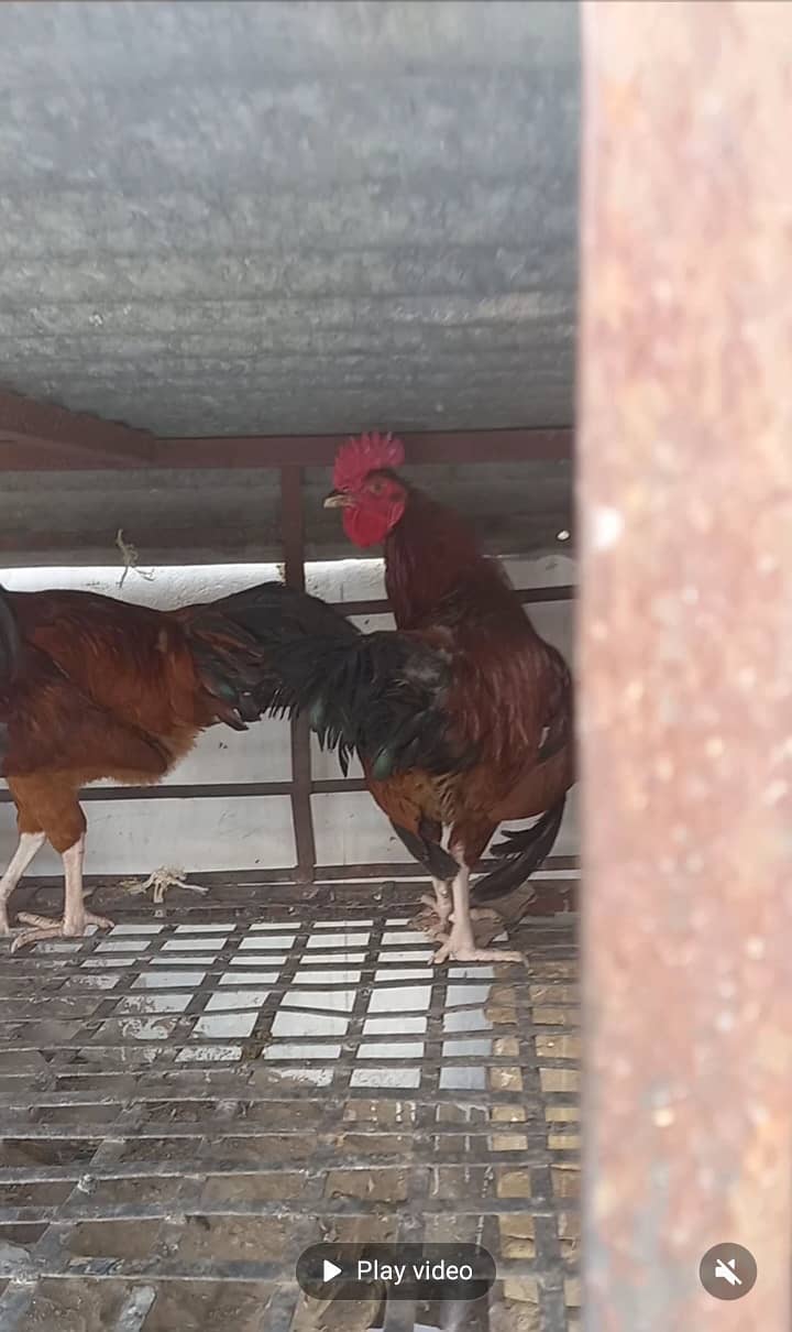 Hen cage 0