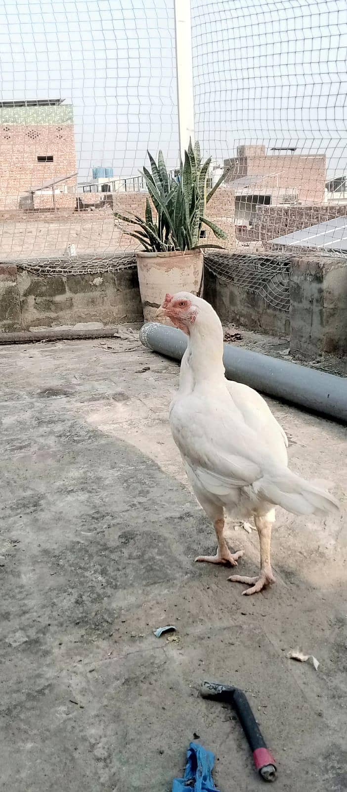 pure heera 1