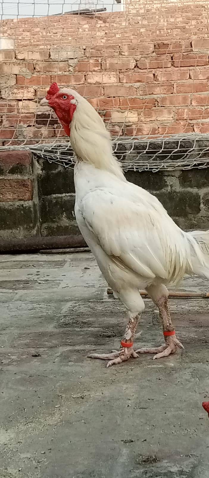 pure heera 2