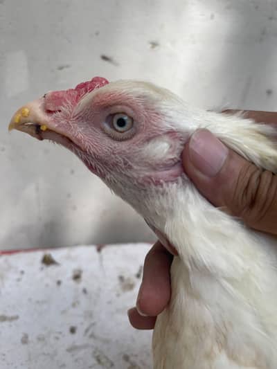 aseel heera female for sale