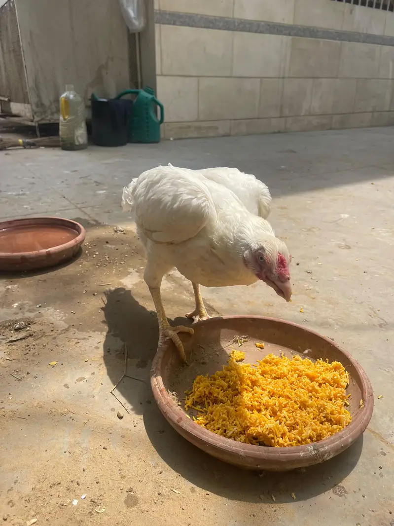 aseel heera female for sale — photo 2