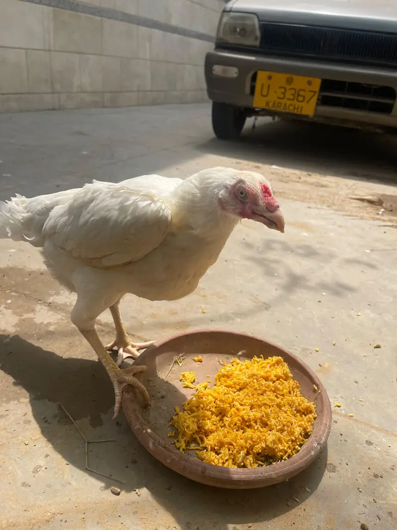 aseel heera female for sale — photo 3