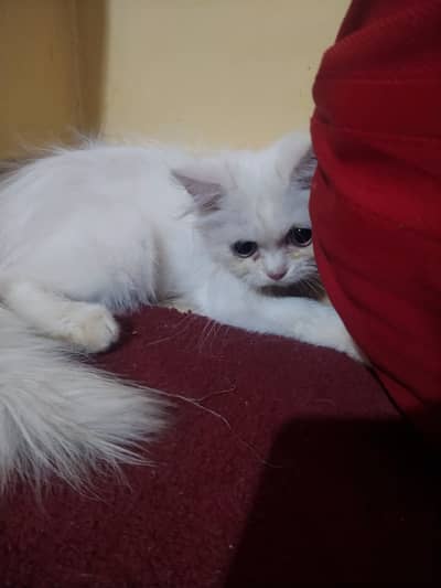 persian cat