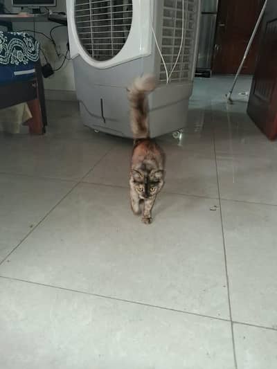 Persian Cat