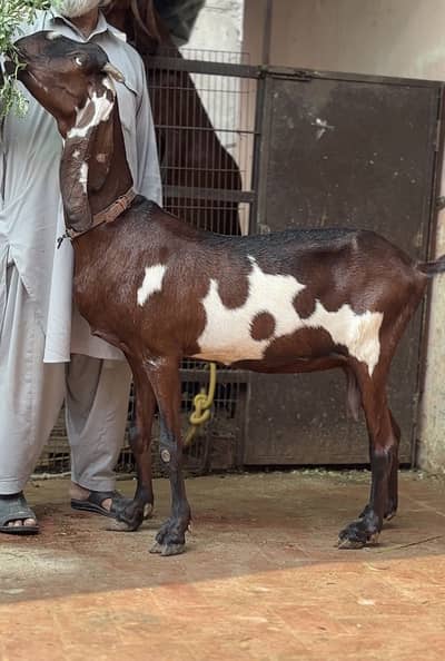 Naagri daabi bakri 03054978053