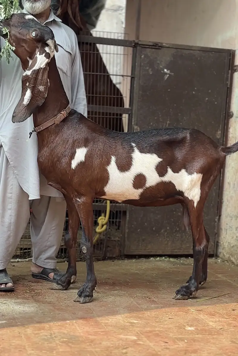 Naagri daabi bakri 03054978053 — photo 2