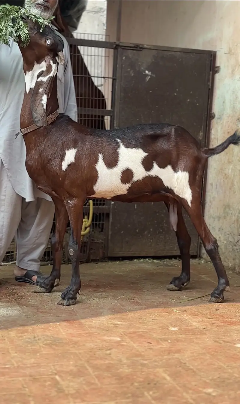 Naagri daabi bakri 03054978053 — photo 3