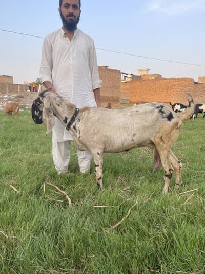 Shera betal goat for sale