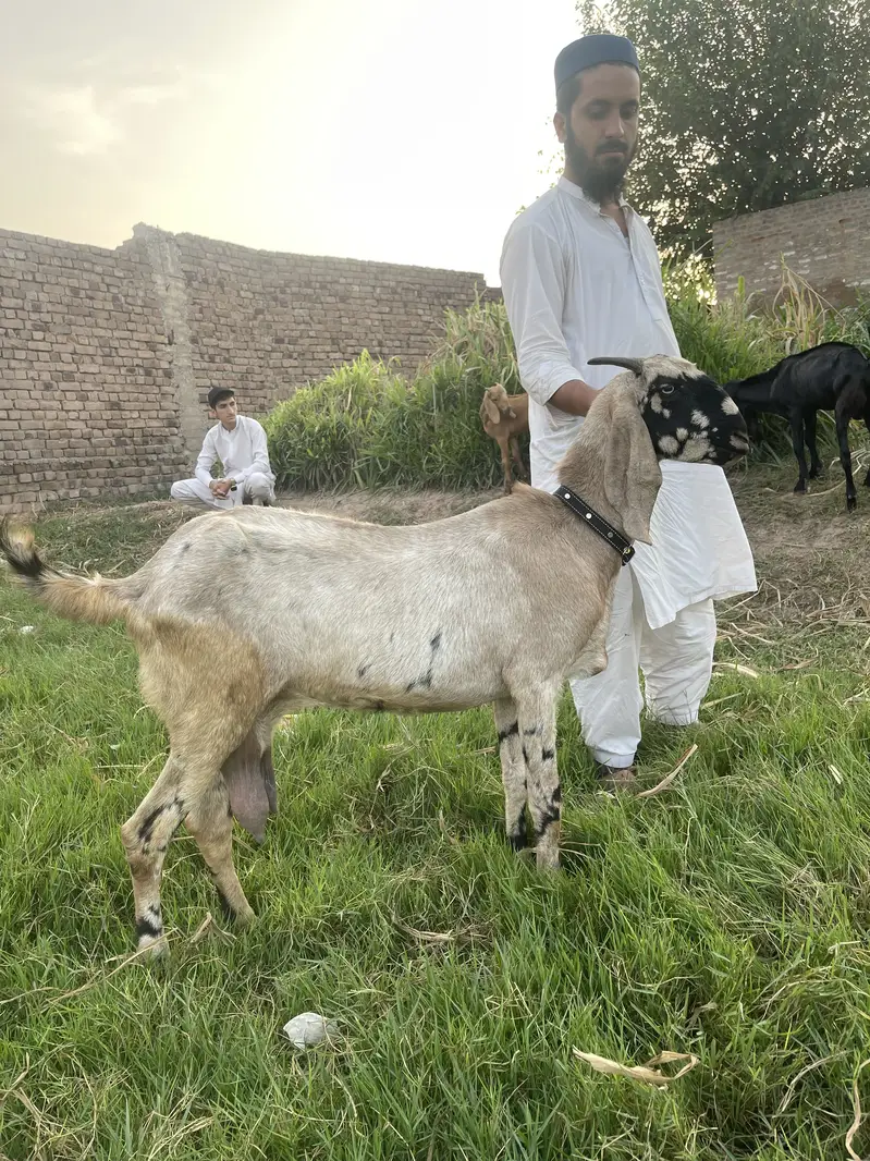 Shera betal goat for sale — photo 2