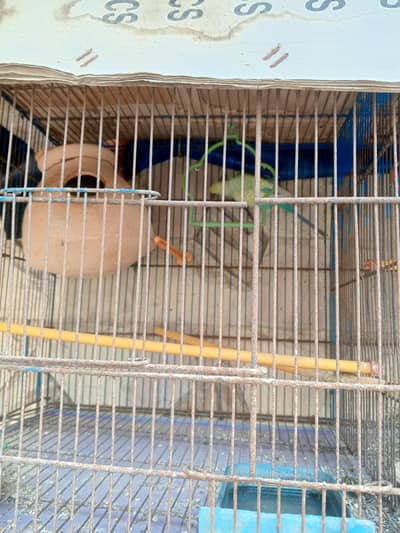 28 to 30 rupees parrot with 3 cage only serious buyer contactor