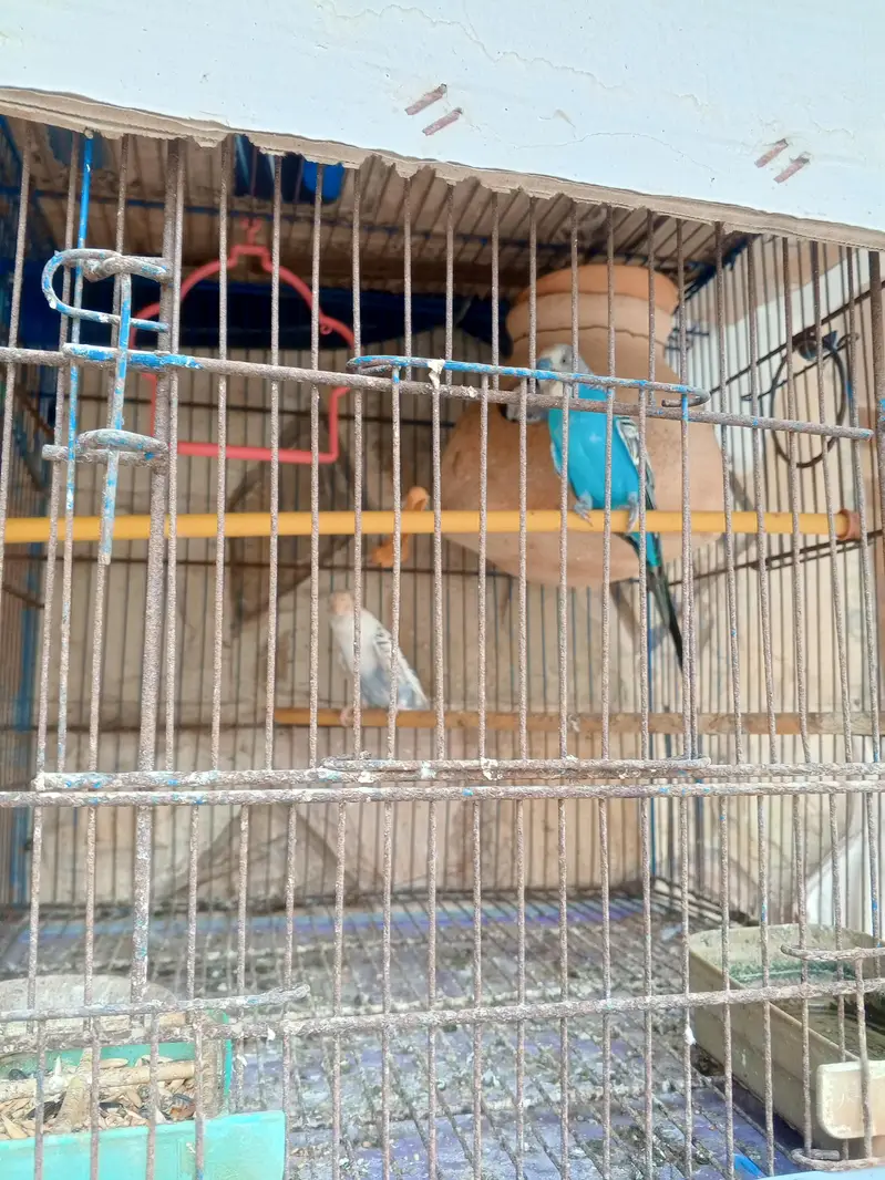 28 to 30 piece budgies parrot with 3 cage only serious buyer contactor — photo 2