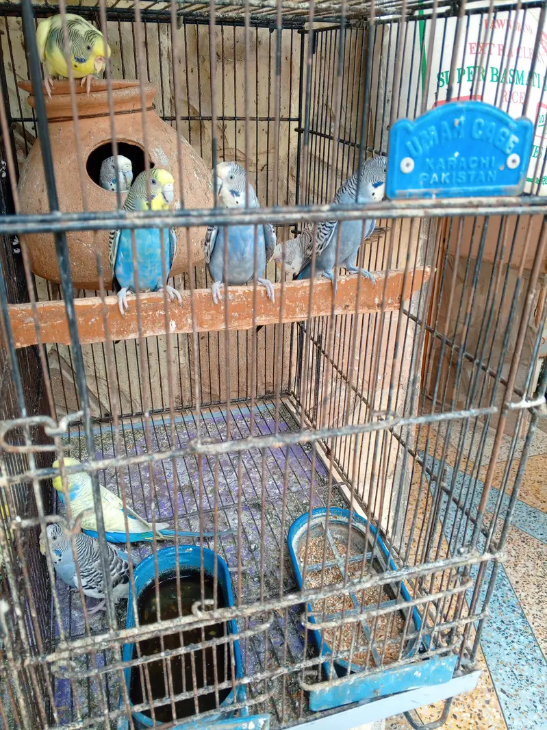28 to 30 piece budgies parrot with 3 cage only serious buyer contactor — photo 3