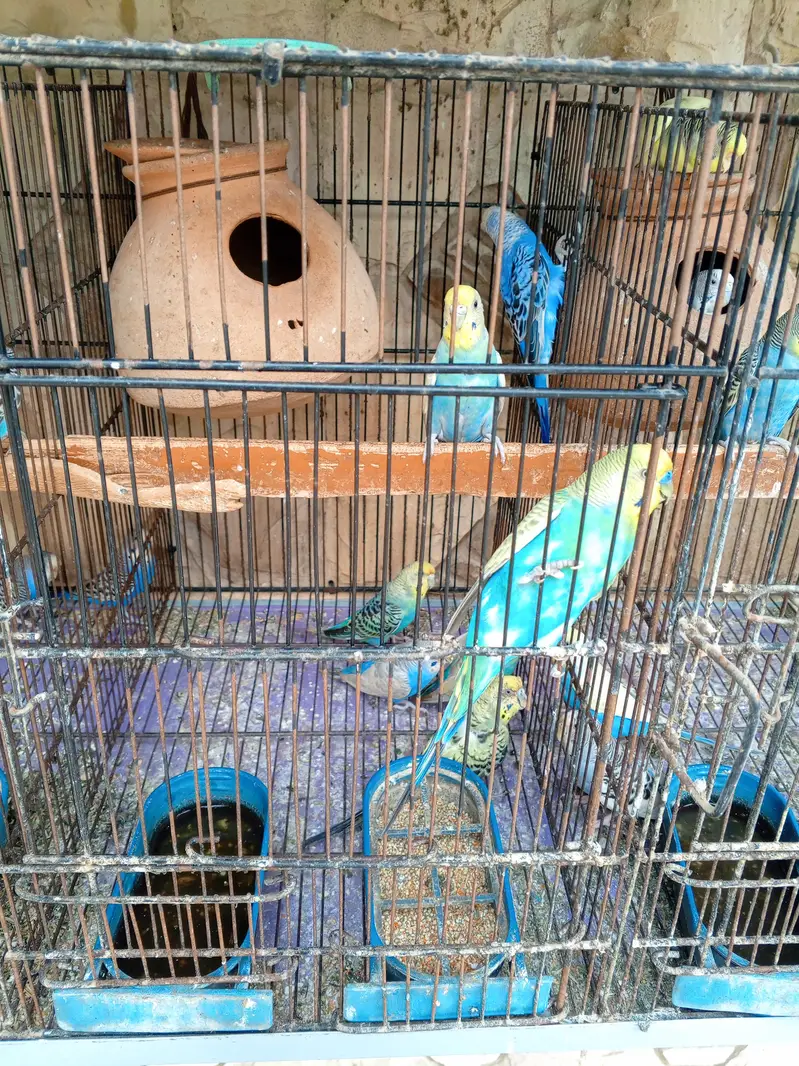 28 to 30 piece budgies parrot with 3 cage only serious buyer contactor — photo 4