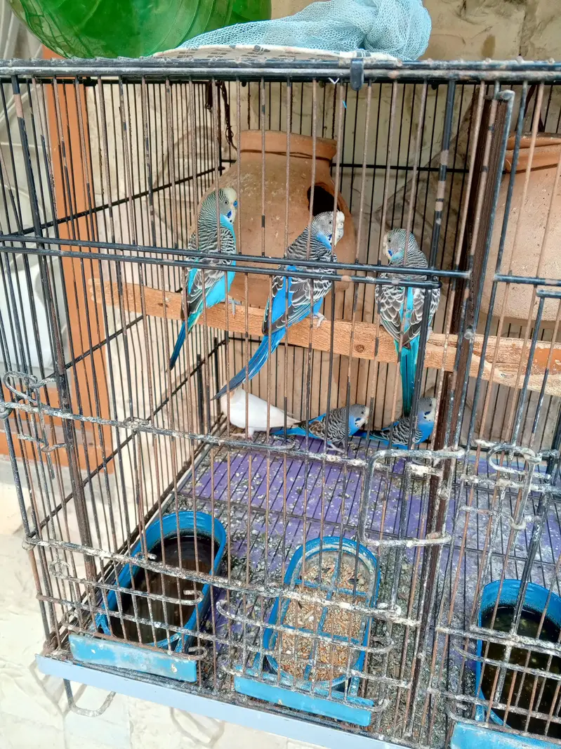 28 to 30 piece budgies parrot with 3 cage only serious buyer contactor — photo 5
