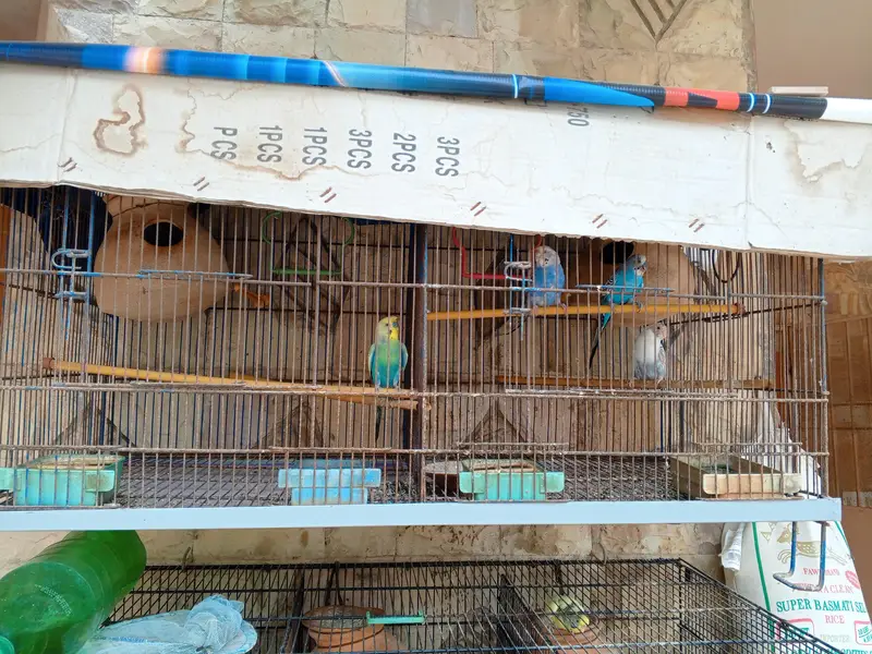 28 to 30 piece budgies parrot with 3 cage only serious buyer contactor — photo 6