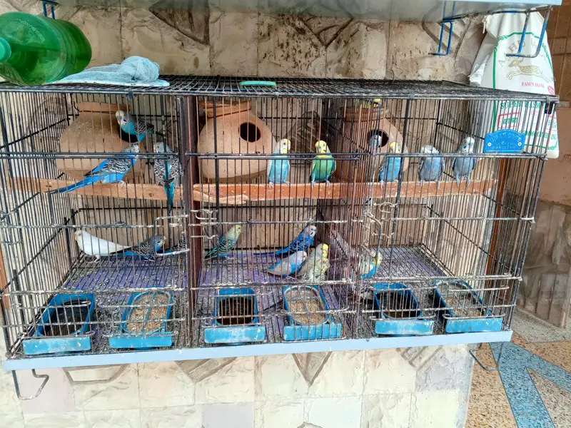 28 to 30 piece budgies parrot with 3 cage only serious buyer contactor — photo 7