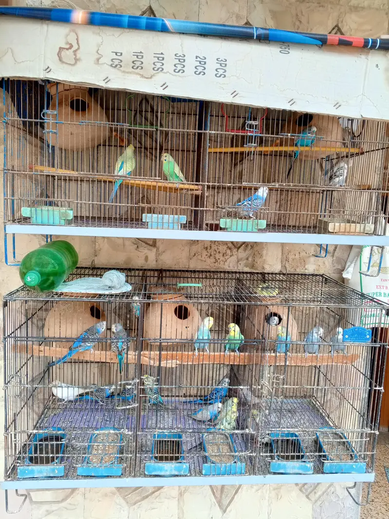 28 to 30 piece budgies parrot with 3 cage only serious buyer contactor — photo 8
