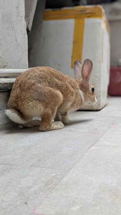 dutch rabbit pair available