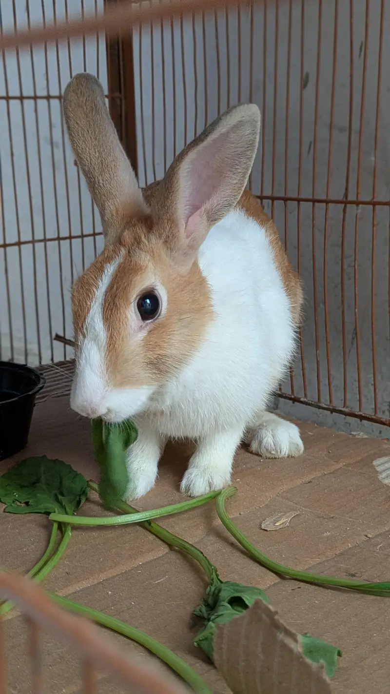 dutch rabbit pair available — photo 2