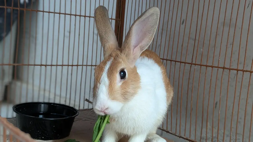 dutch rabbit pair available — photo 3