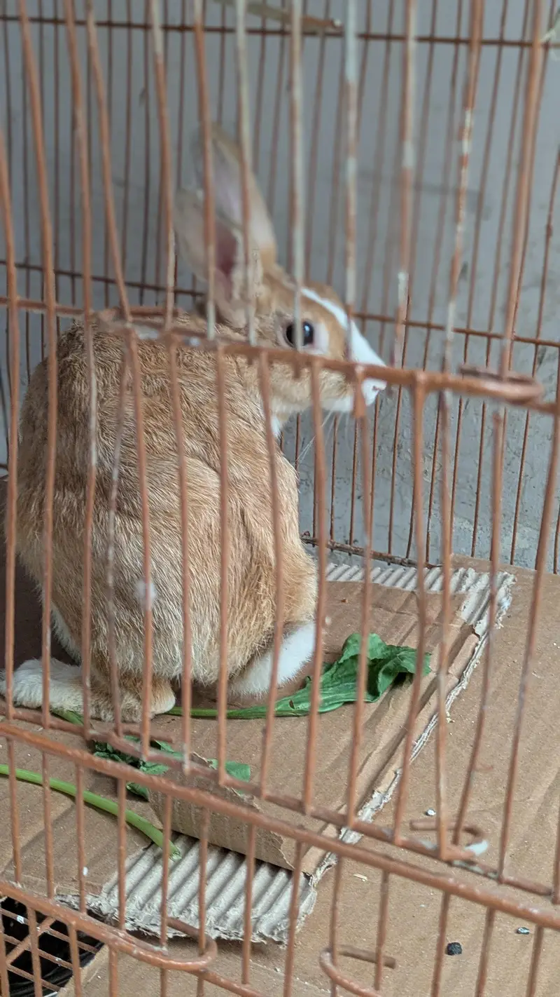 dutch rabbit pair available — photo 4