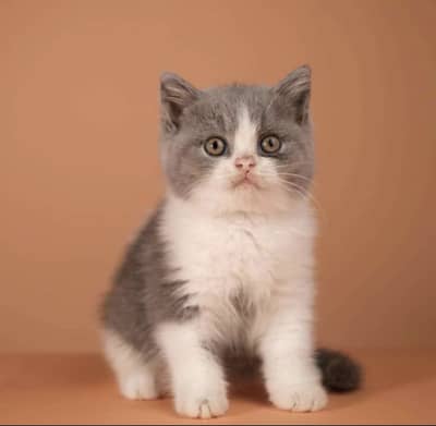 British Short Hair Kittens Available
