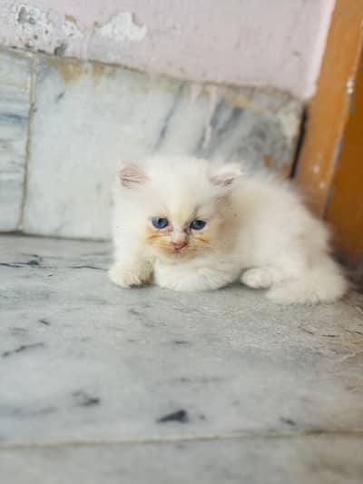 4 kitten for sale