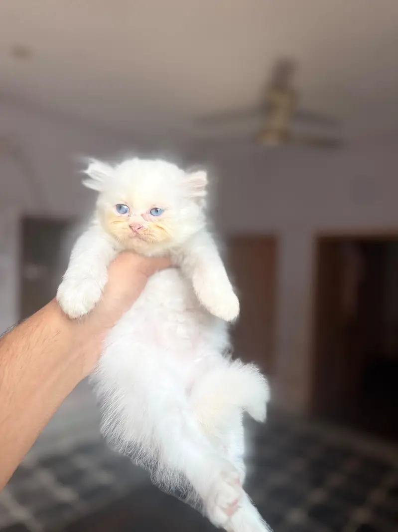 4 kitten for sale — photo 2